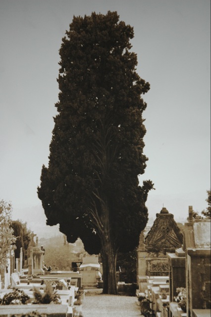 Tree in Cemetary with Chagalls tomb 2004