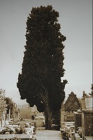 Tree in Cemetary with Chagalls tomb 2004